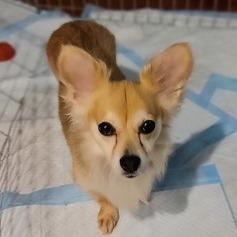Enlarge Ginger, a Adoptable mixed breed in Pacifica, CA image 6/6