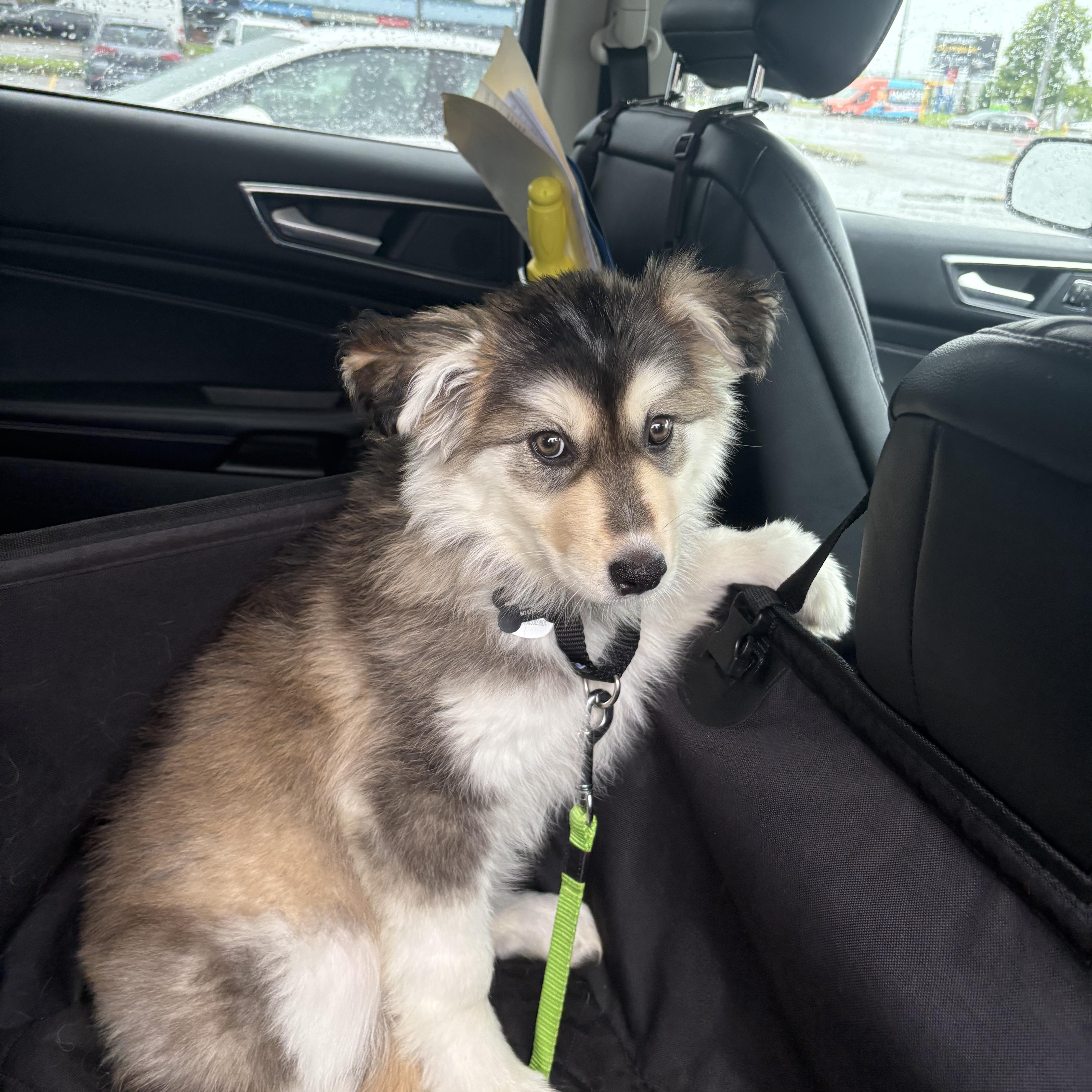 Leah, a ADOPTABLE mixed breed in Port Colborne , ON image 4/6