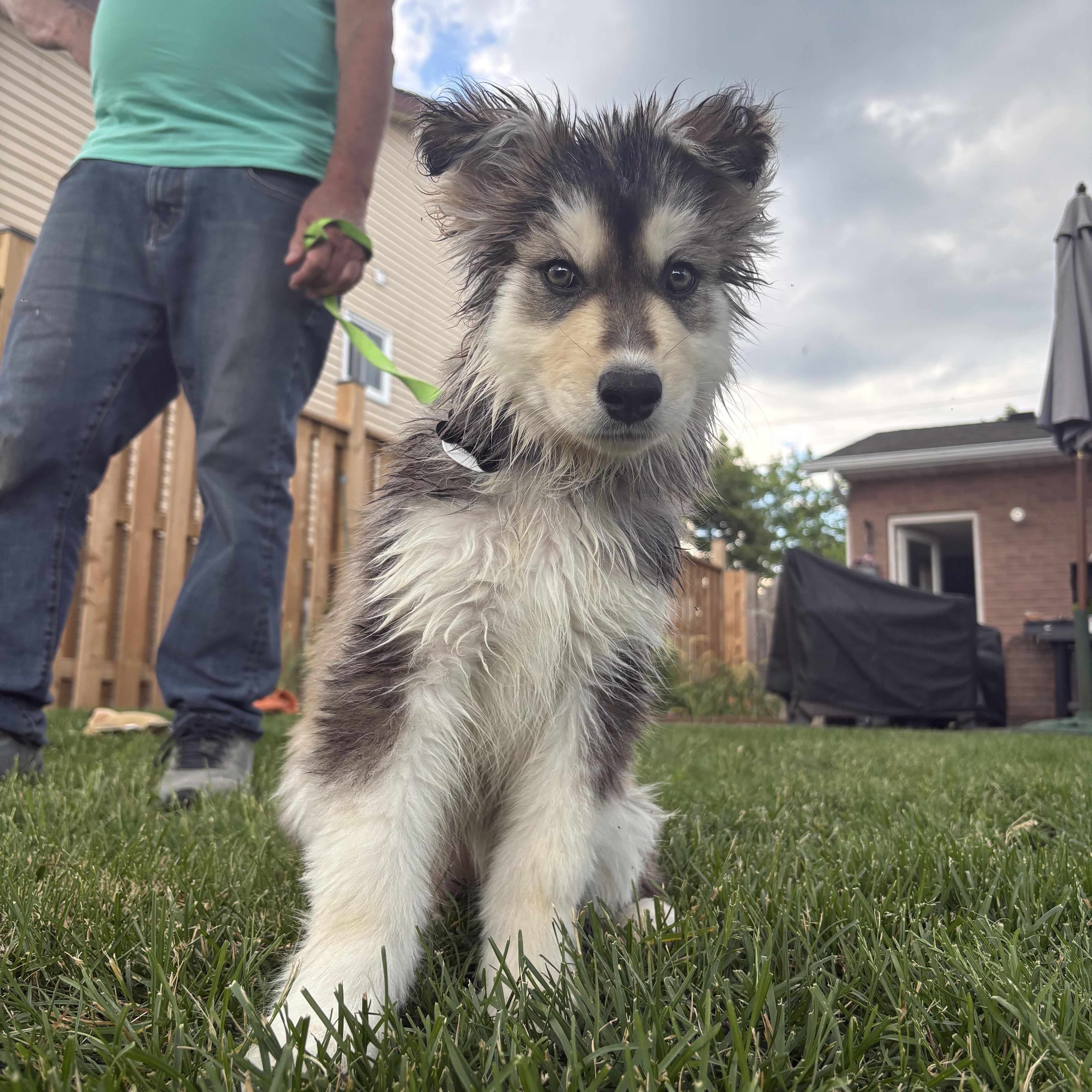 Leah, a ADOPTABLE mixed breed in Port Colborne , ON image 2/6