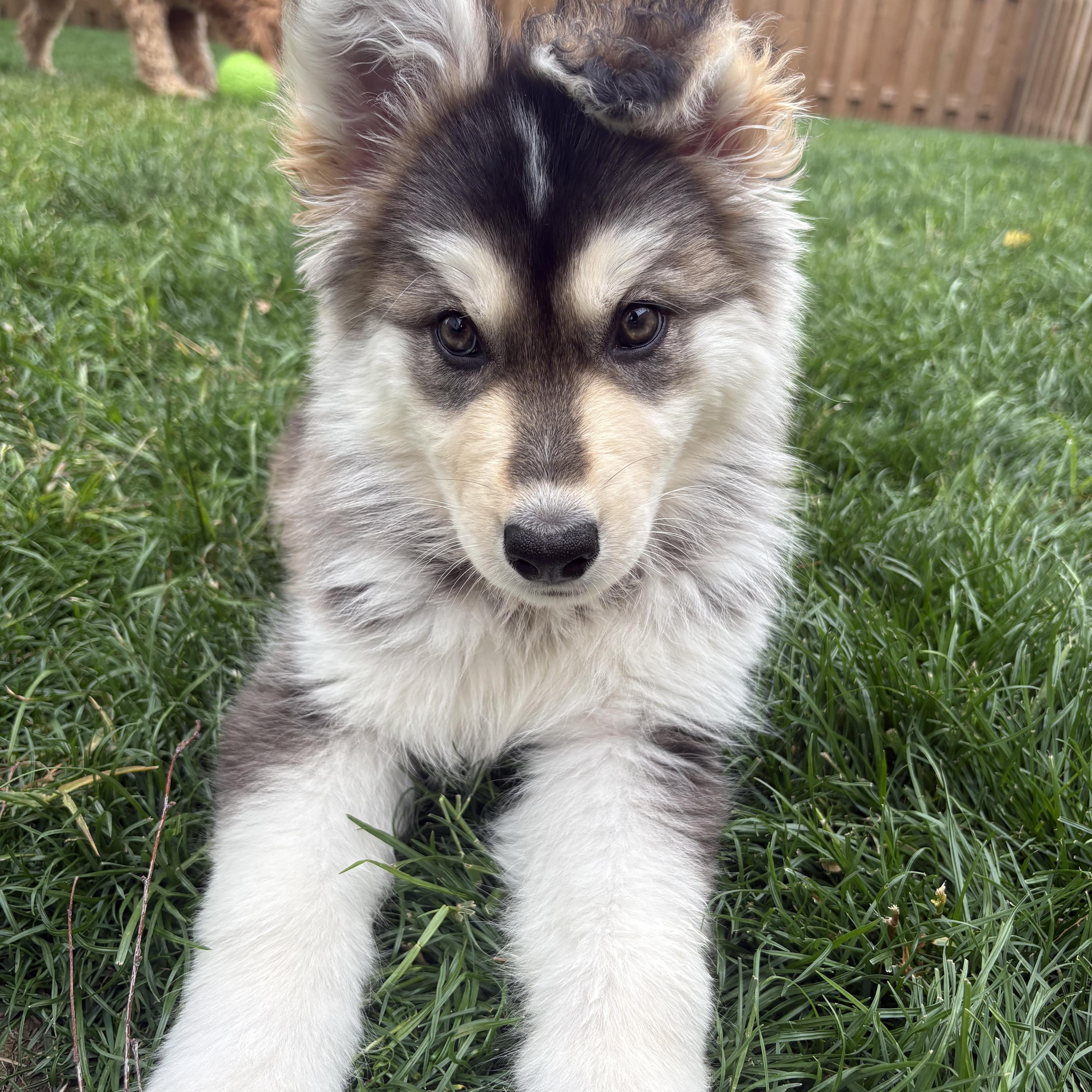 Leah, ADOPTABLE, Puppy Female Husky.