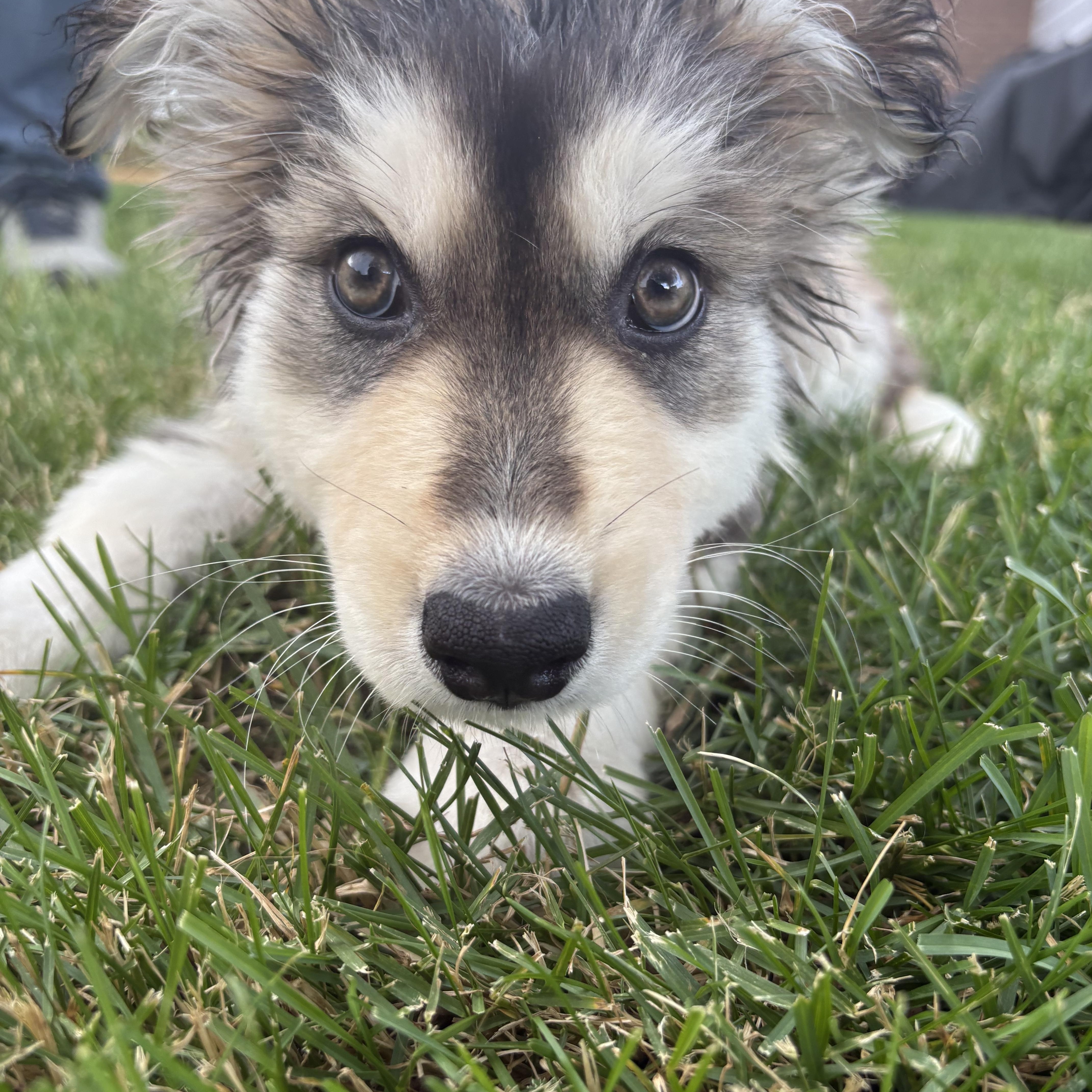 Leah, a ADOPTABLE mixed breed in Port Colborne , ON image 3/6