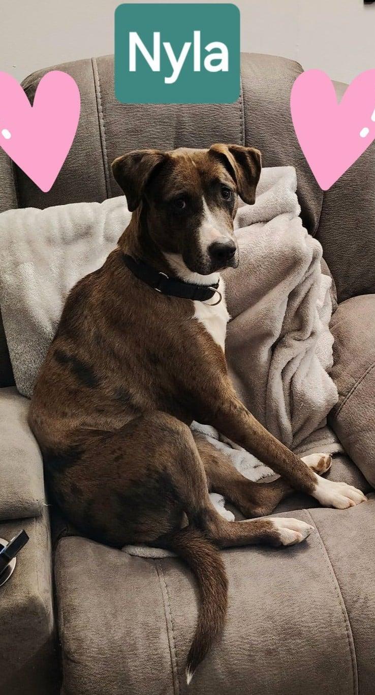 Enlarge NYLA, a Adopted mixed breed in Granby, CT image 1/2