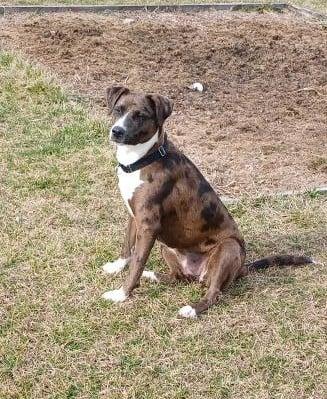 Enlarge NYLA, a Adopted mixed breed in Granby, CT image 2/2