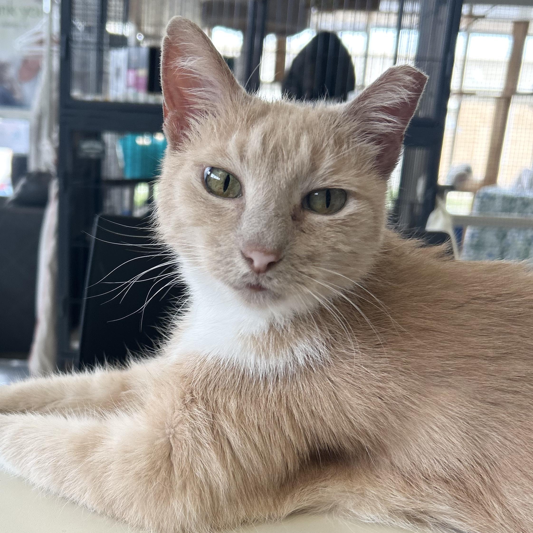 Enlarge Mrs. Peabody, a Adoptable Domestic Short Hair in St. Louis, MO image 2/4