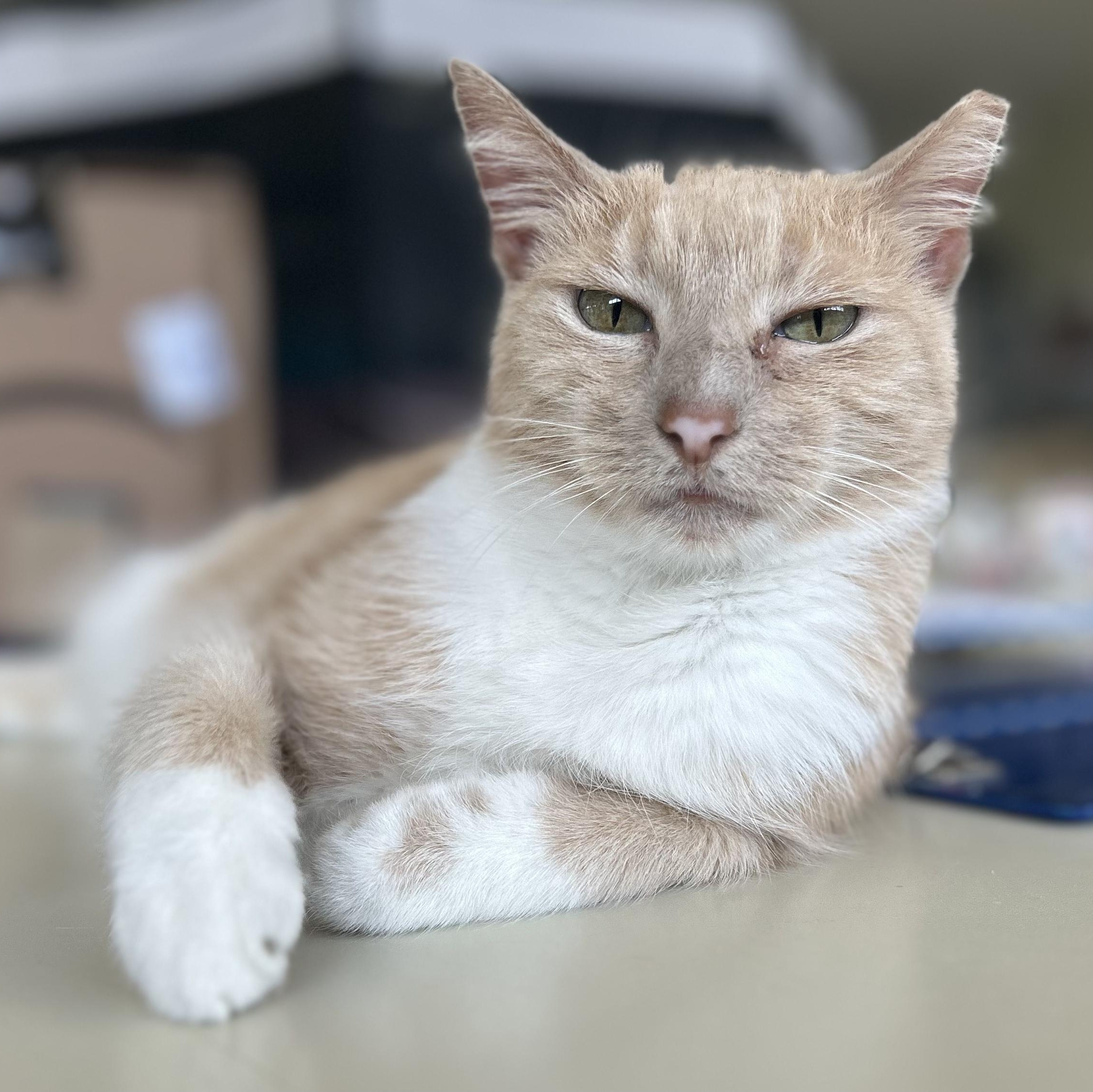 Enlarge Mrs. Peabody, a Adoptable Domestic Short Hair in St. Louis, MO image 1/4