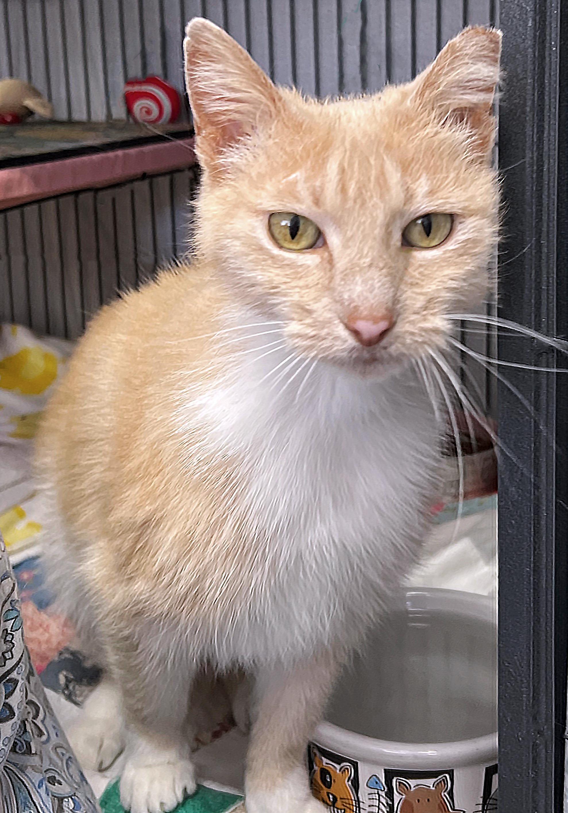 Mrs. Peabody, ADOPTABLE, Adult Female Domestic Short Hair.