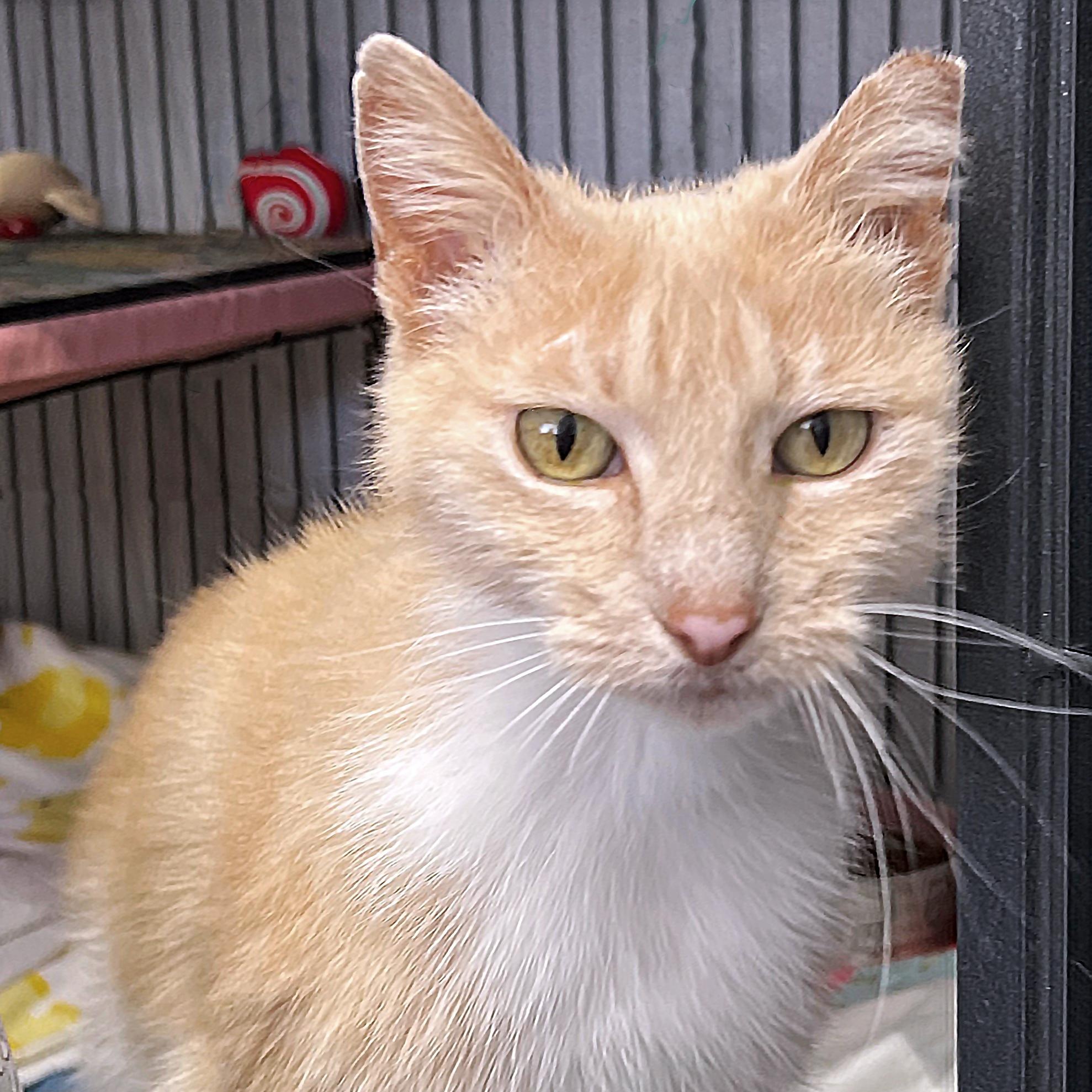 Enlarge Mrs. Peabody, a Adoptable Domestic Short Hair in St. Louis, MO image 1/2
