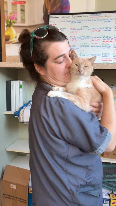 Enlarge Mrs. Peabody, a Adoptable Domestic Short Hair in St. Louis, MO video 2/2