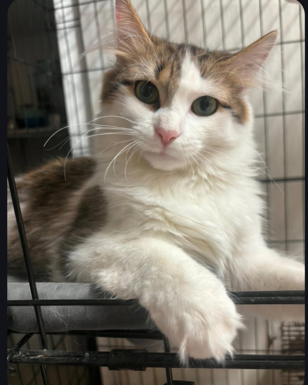 Enlarge LIL BIT, a Adoptable Domestic Long Hair in Du Quoin, IL image 1/1