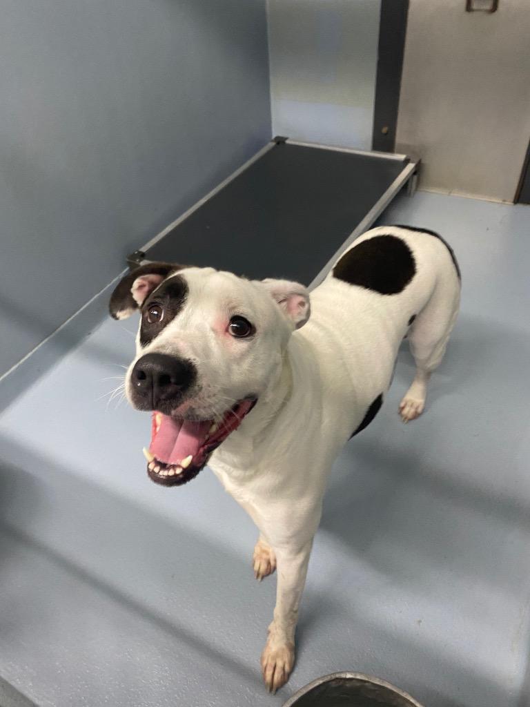 Casper, Adoptable, Adult Male Mixed Breed.