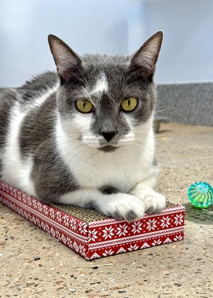 Dungeon Crawler Carl, Adoptable, Adult Male Domestic Short Hair & Domestic Short Hair.