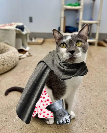 Enlarge Dungeon Crawler Carl, a Adoptable mixed breed in Madison, NJ image 2/3