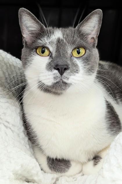 Enlarge Dungeon Crawler Carl, a Adoptable mixed breed in Madison, NJ image 3/3