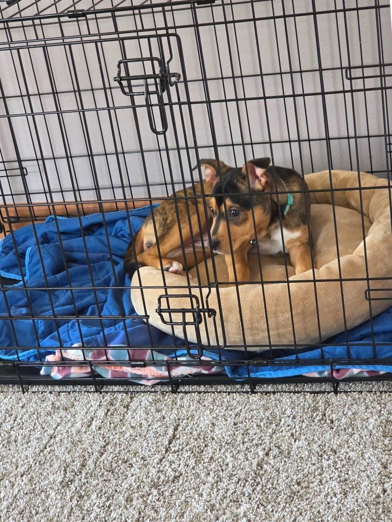 Enlarge Ella $500, a Adoptable mixed breed in Milwaukee, WI image 1/5