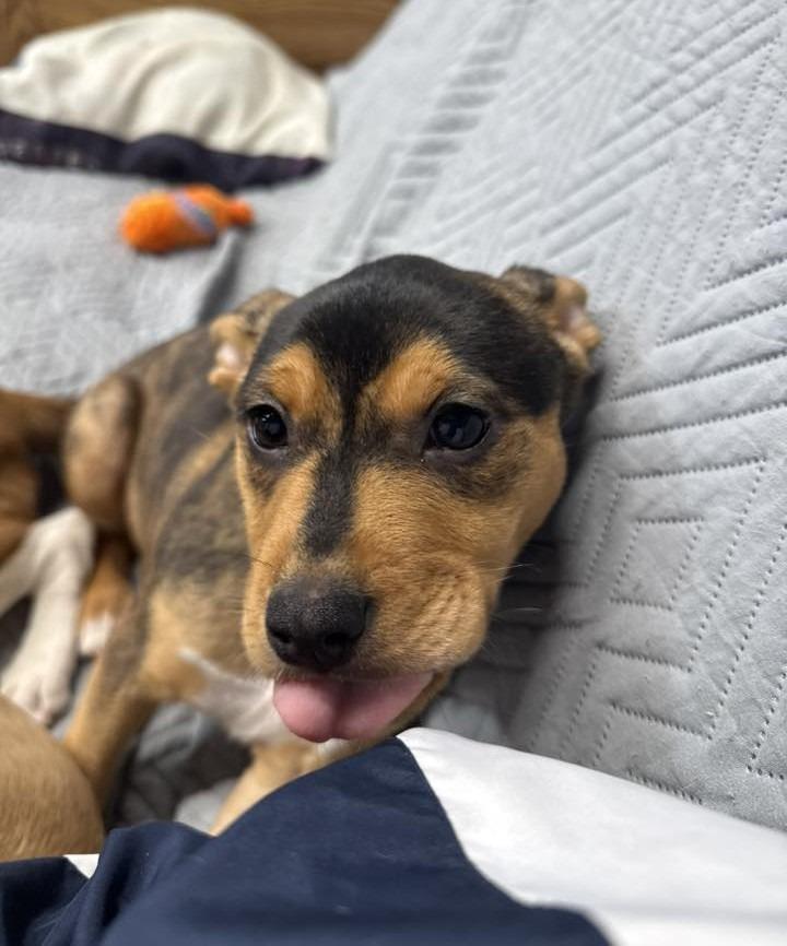 Enlarge Ella $500, a Adoptable mixed breed in Milwaukee, WI image 2/5