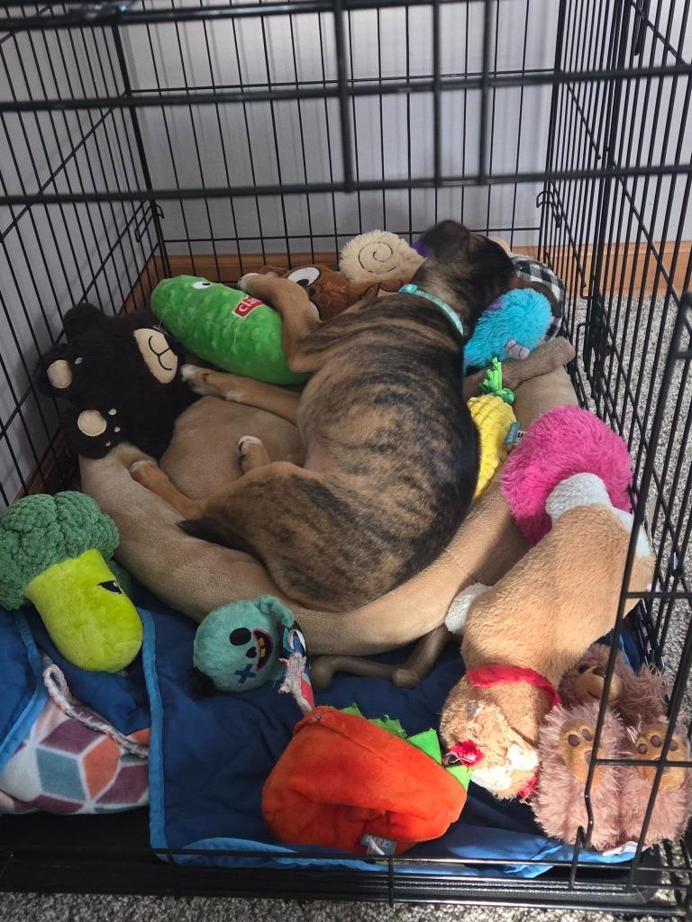 Enlarge Ella $500, a Adoptable mixed breed in Milwaukee, WI image 4/5