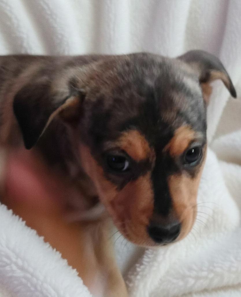 Ella $500, Adoptable, Puppy Female Plott Hound.