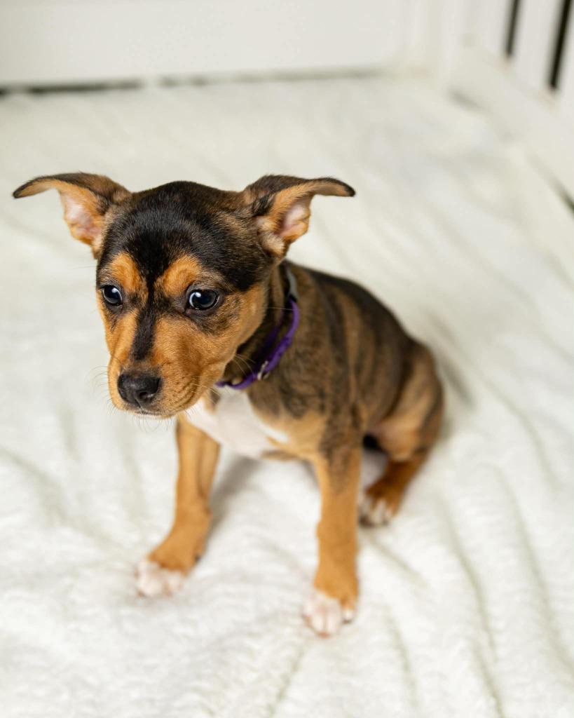 Enlarge Ella $500, a Adoptable mixed breed in Milwaukee, WI image 2/3