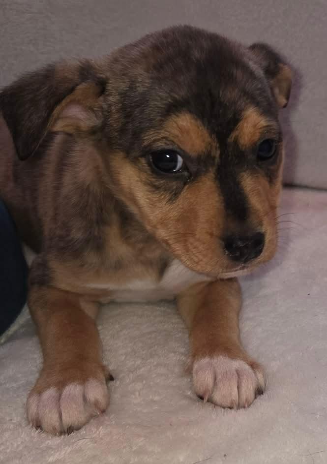 Enlarge Ella $500, a Adoptable mixed breed in Milwaukee, WI image 3/3