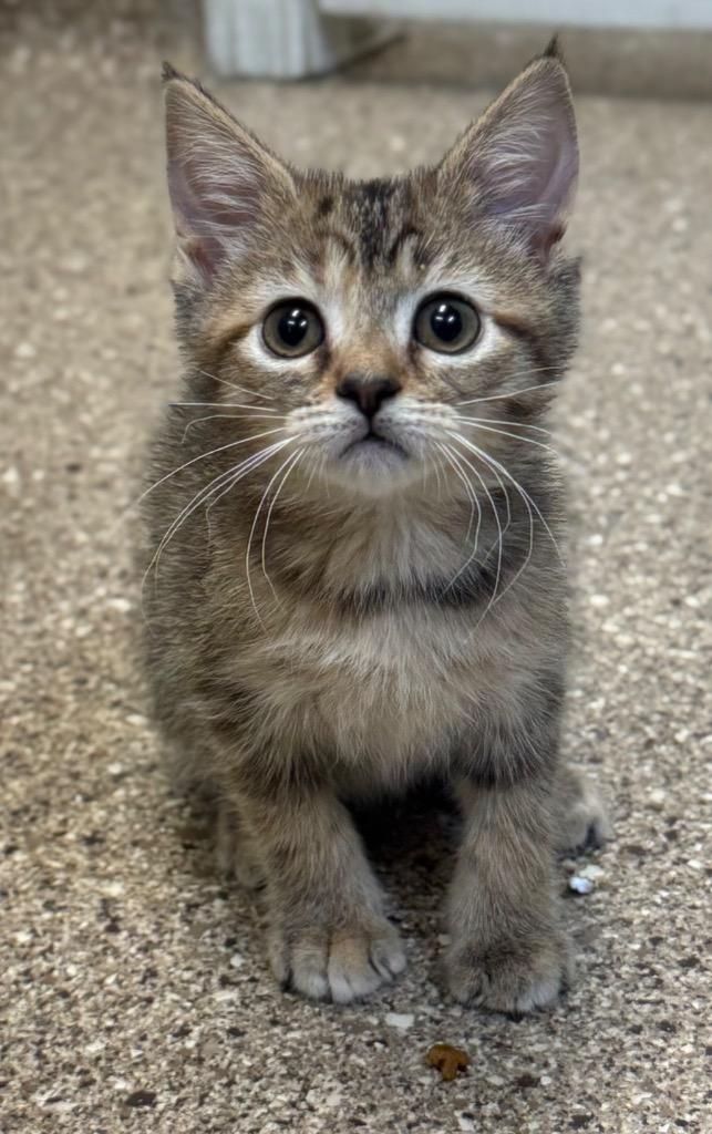 Lil Bit, Adoptable, Kitten Female Domestic Short Hair.