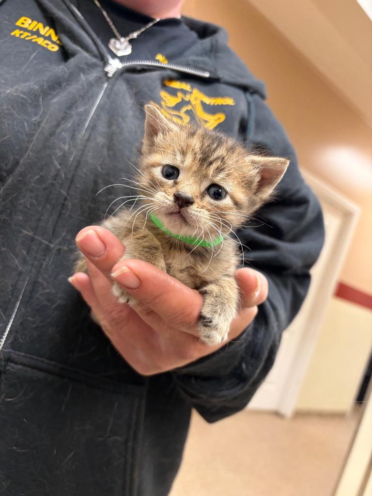 Lil Bit, a Adoptable mixed breed in Great Bend, KS image 2/2