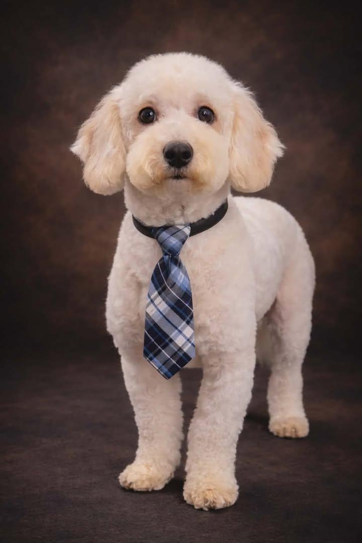 Cricket , adopted, Adult Male Havanese & Miniature Poodle.
