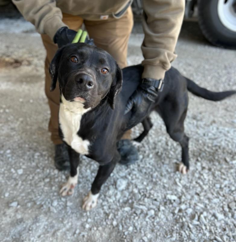 Fae, ADOPTABLE, Adult Female Mixed Breed.