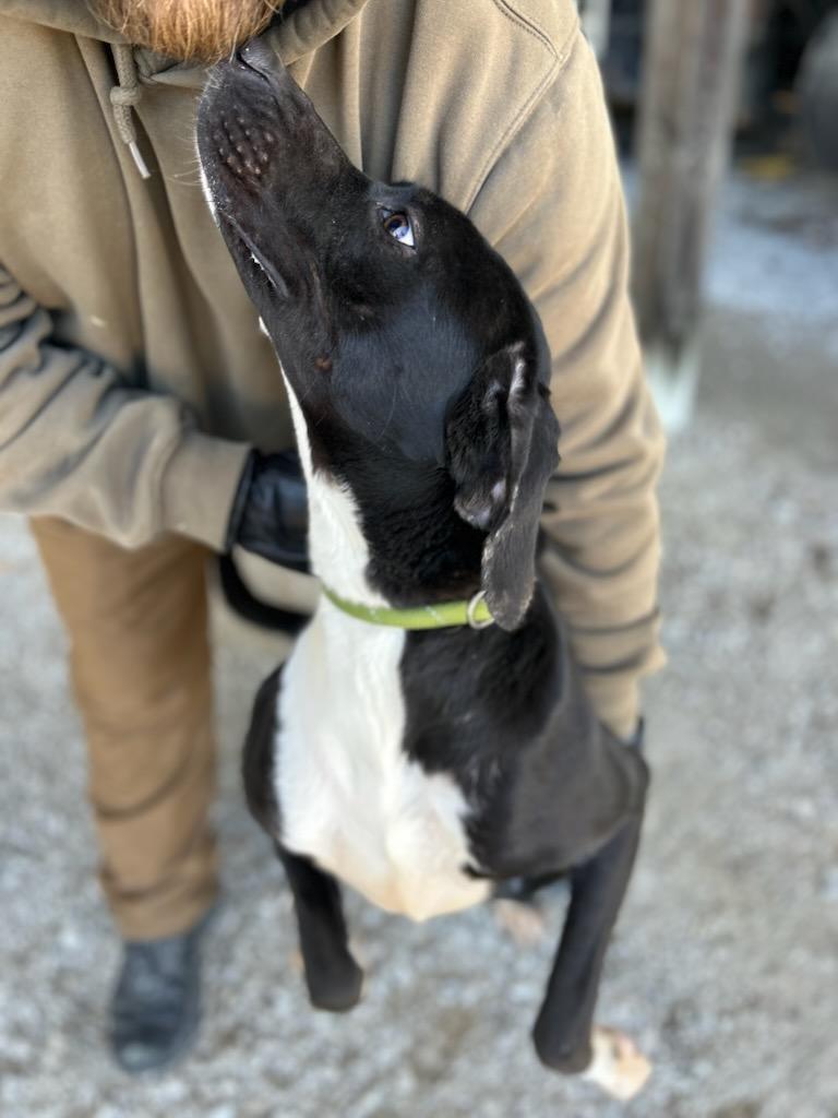 Enlarge Fae, a ADOPTABLE Mixed Breed in Manchester, TN image 2/3