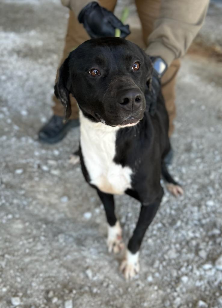 Enlarge Fae, a ADOPTABLE Mixed Breed in Manchester, TN image 3/3