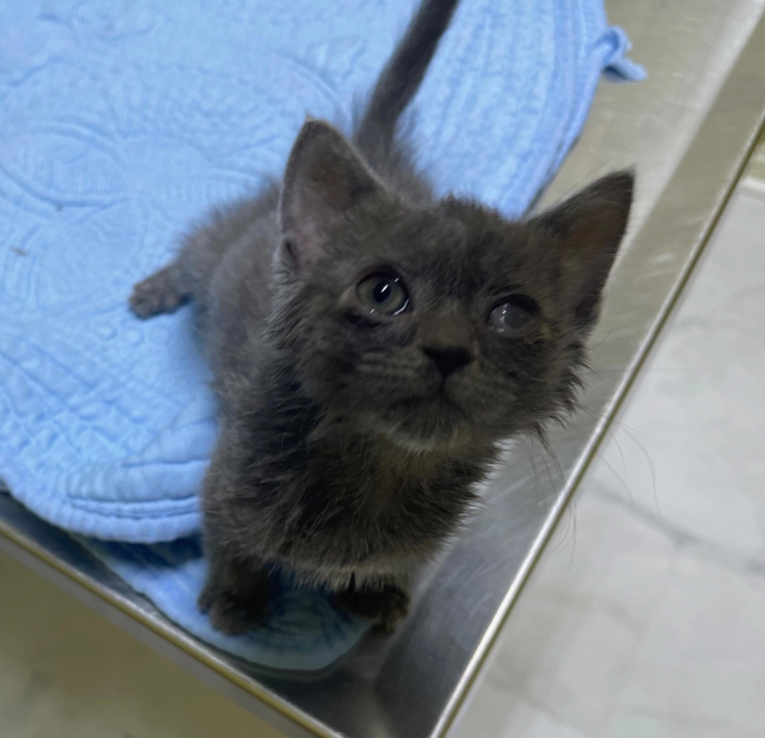 Marie, Adoptable, Young Female Domestic Short Hair.