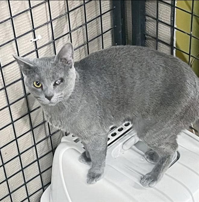 Enlarge Marie, a Adoptable Domestic Short Hair in Columbia, KY image 2/2