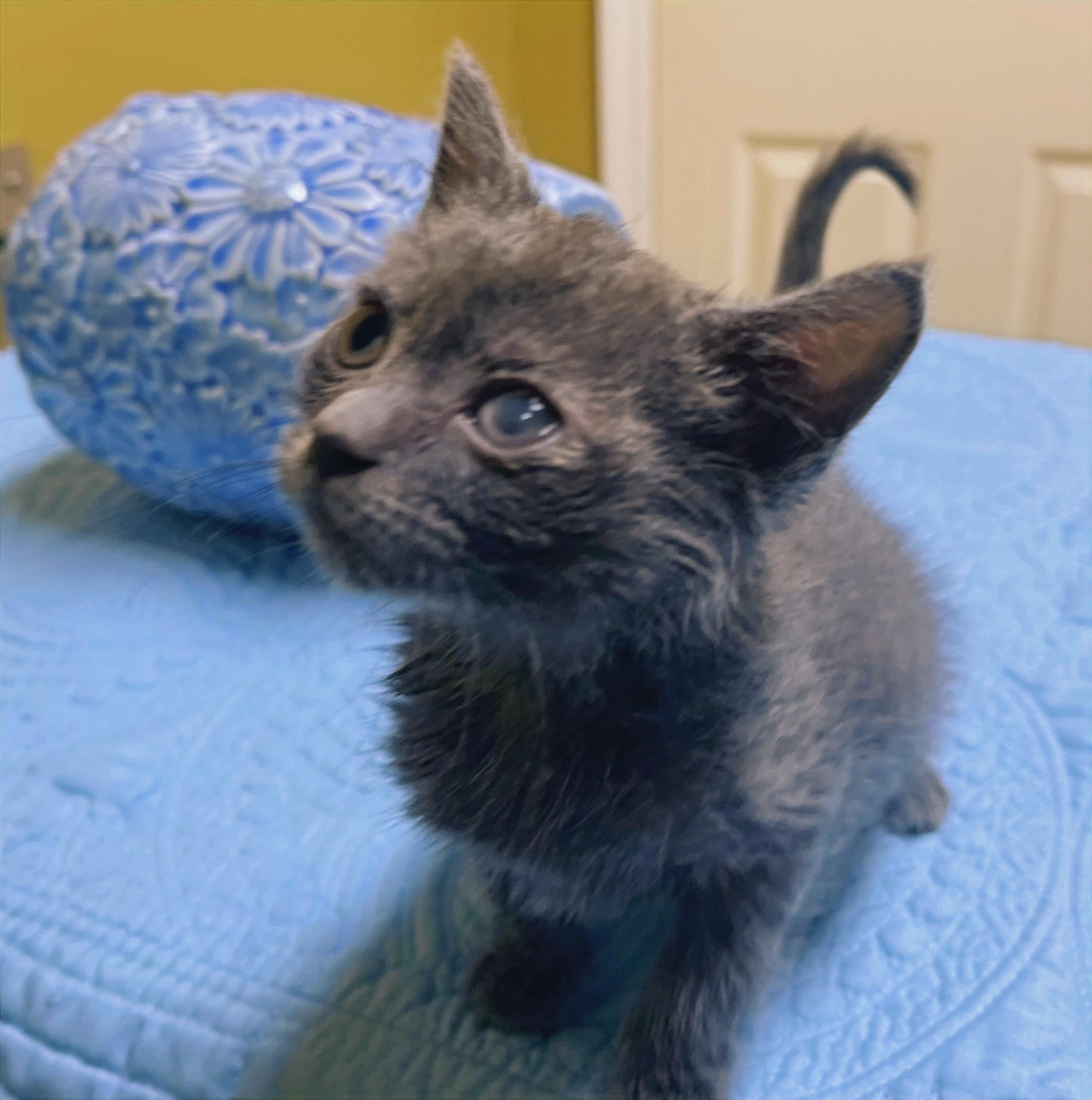 Enlarge Marie, a Adoptable Domestic Short Hair in Columbia, KY image 4/4