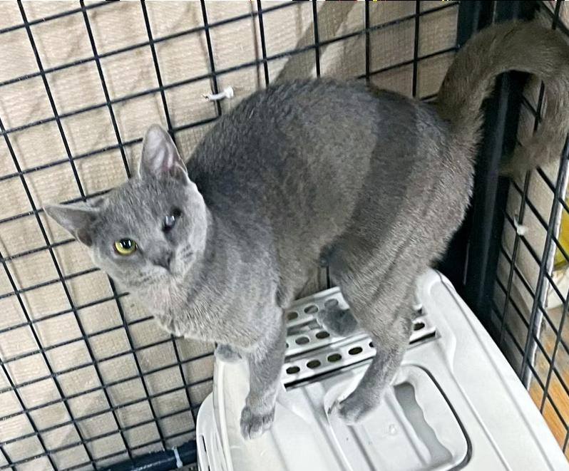 Enlarge Marie, a Adoptable Domestic Short Hair in Columbia, KY image 1/2