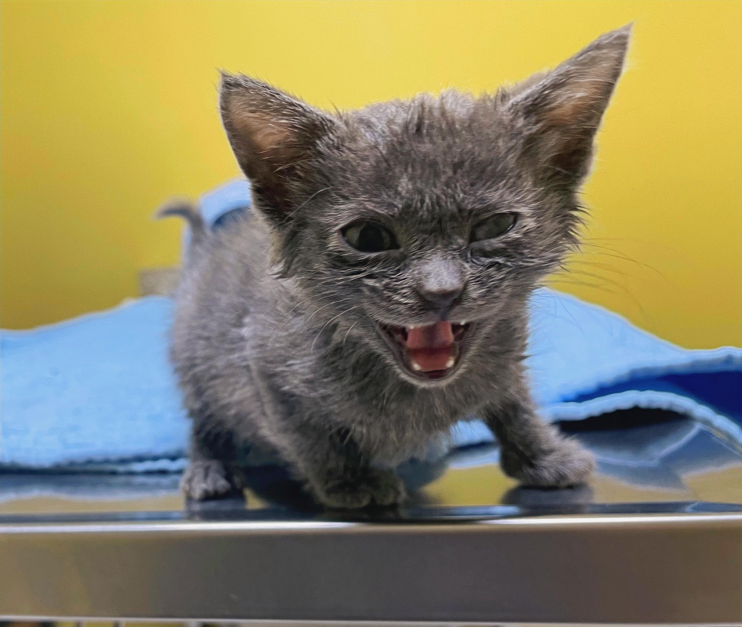 Enlarge Marie, a Adoptable Domestic Short Hair in Columbia, KY image 3/4