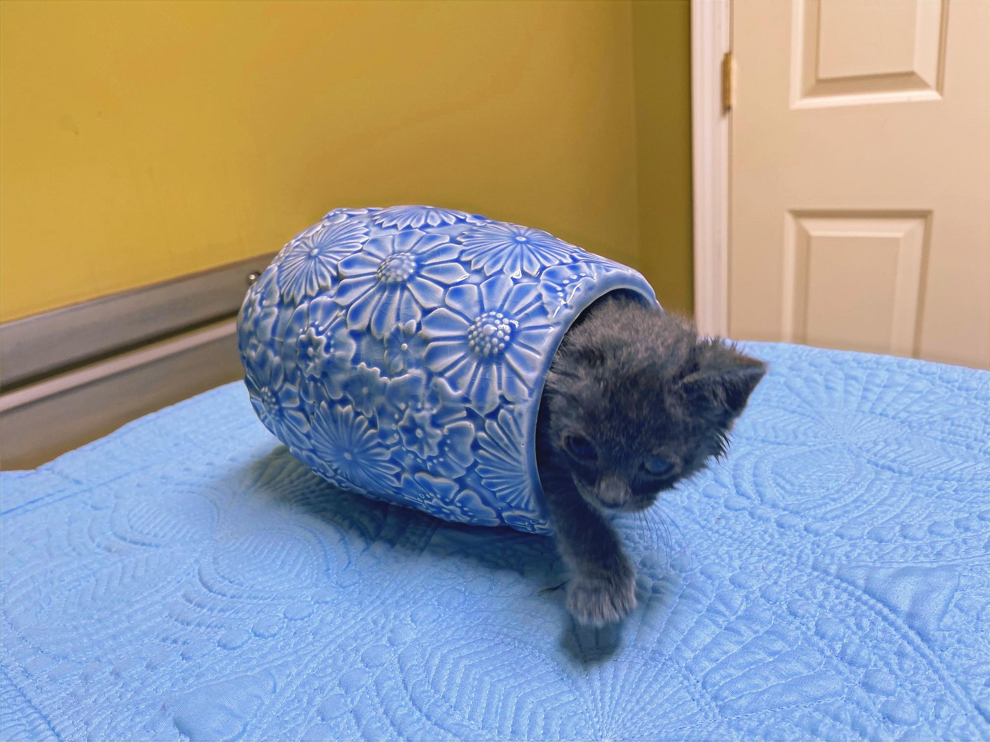 Enlarge Marie, a Adoptable Domestic Short Hair in Columbia, KY image 2/4