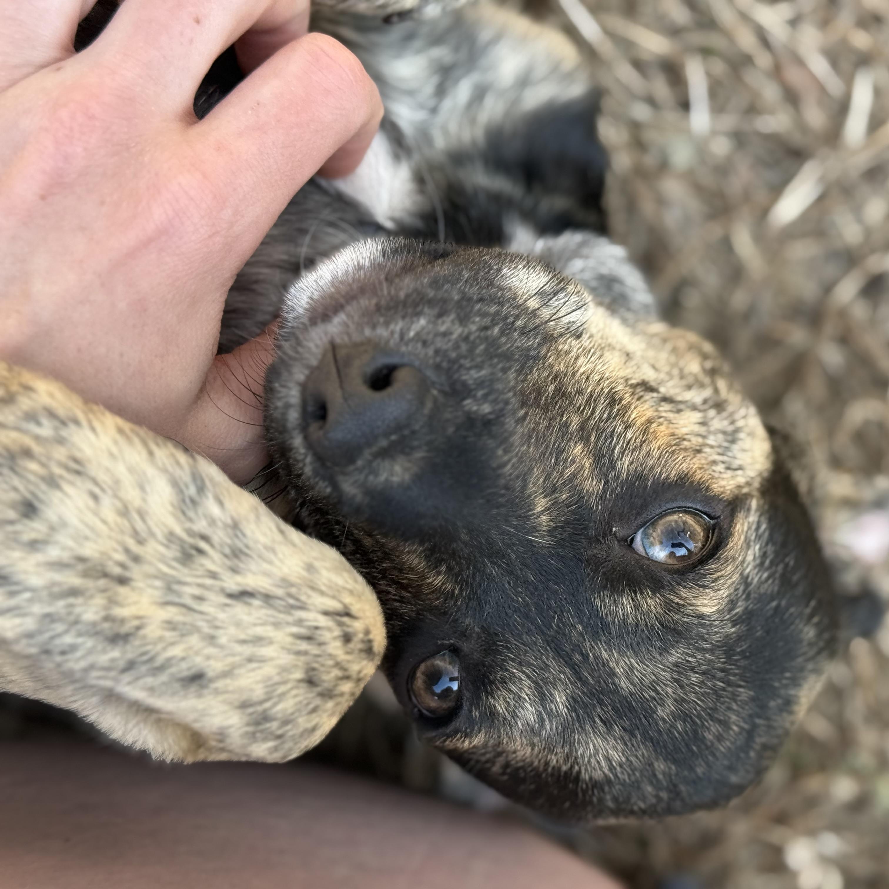 Enlarge Pippa, a Adoptable mixed breed in DeWitt, IA image 5/6