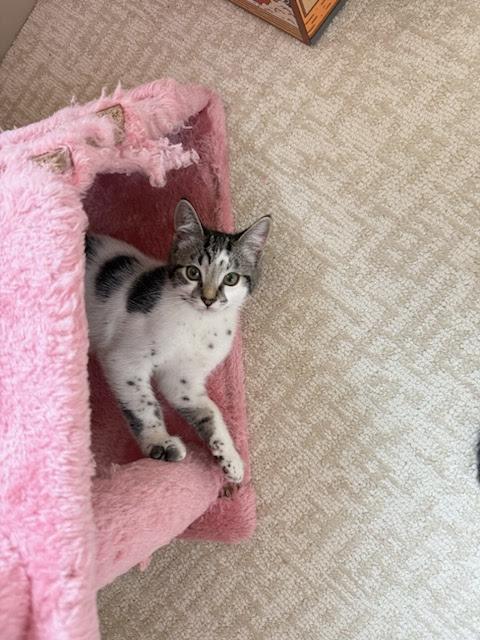 Oreo