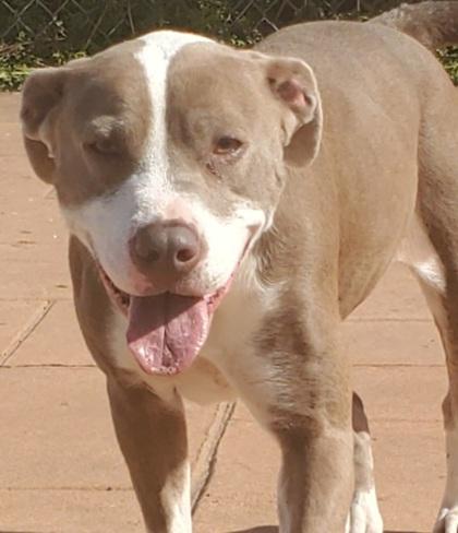 Landry, Adoptable, Adult Female Pit Bull Terrier & Mixed Breed.