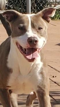 Enlarge Landry, a Adoptable mixed breed in Shreveport, LA image 2/2