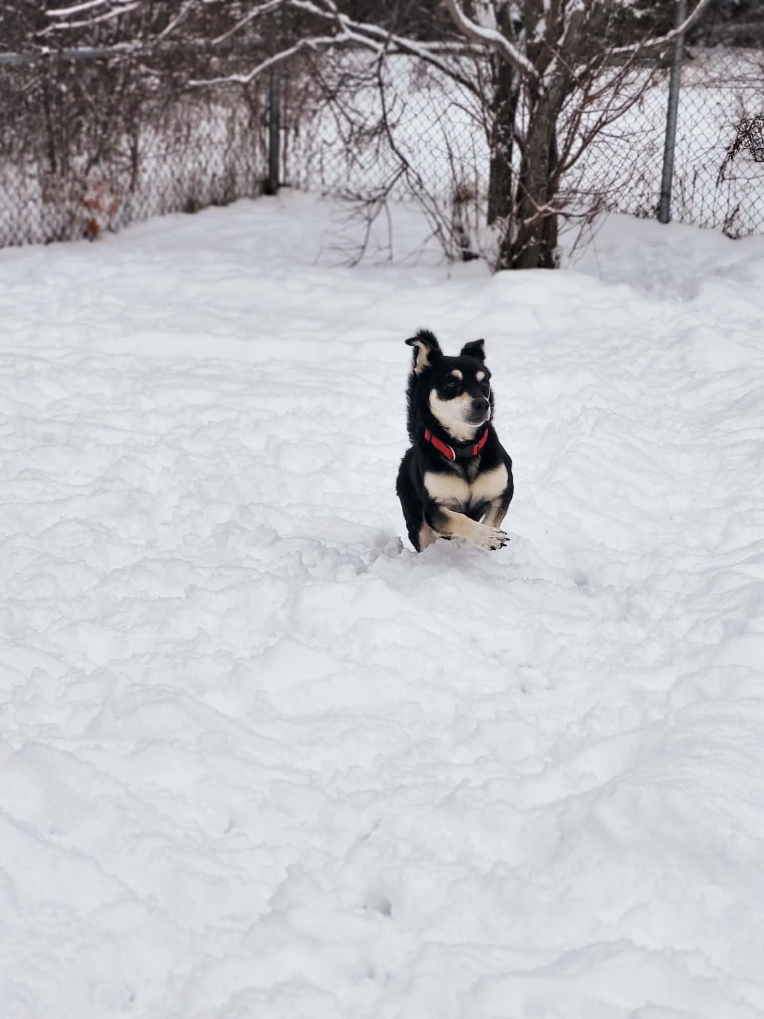 Enlarge Stubby, an adopted mixed breed in St Stephen, NB image 2/3