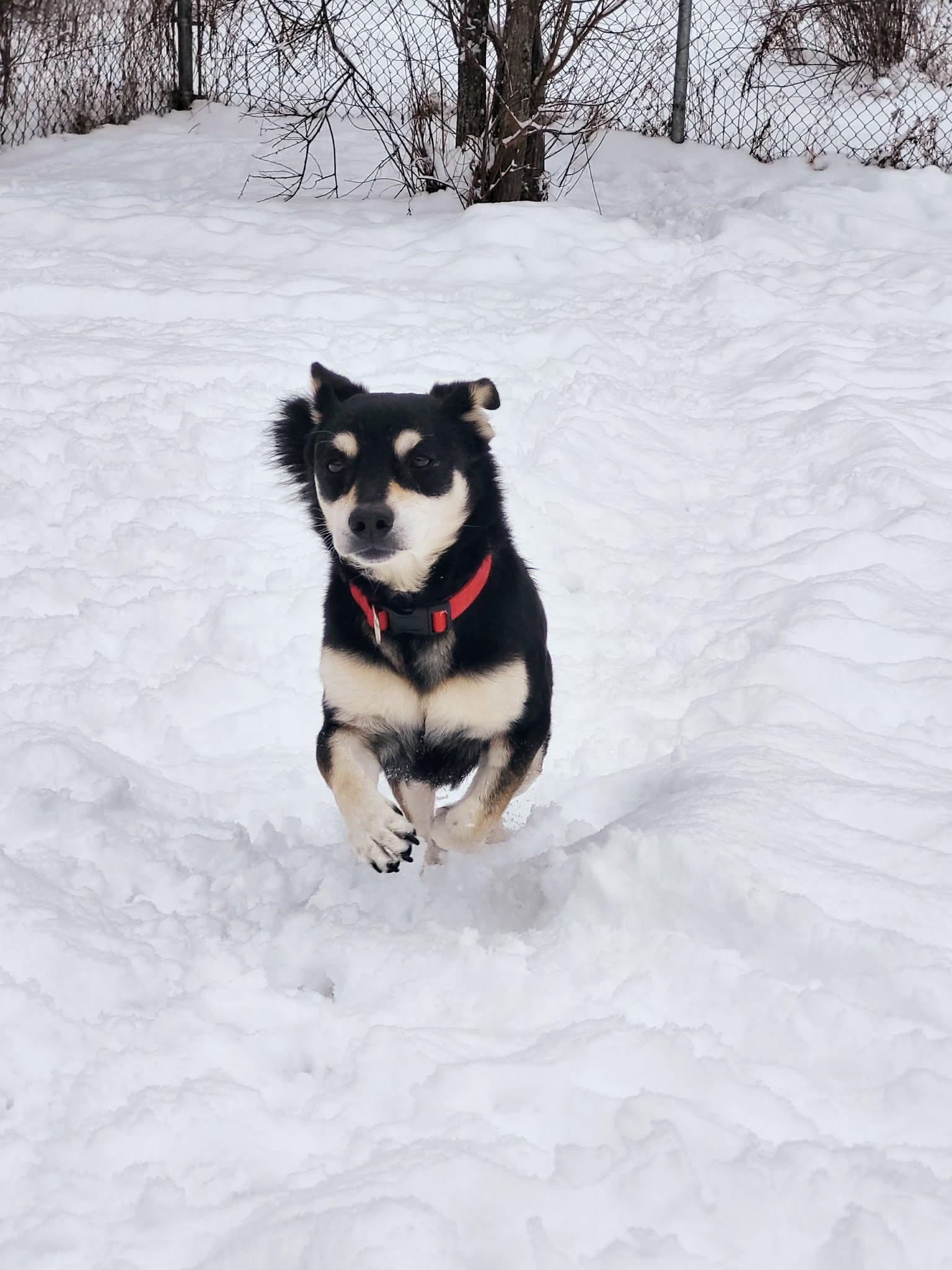 Enlarge Stubby, an adopted mixed breed in St Stephen, NB image 3/3
