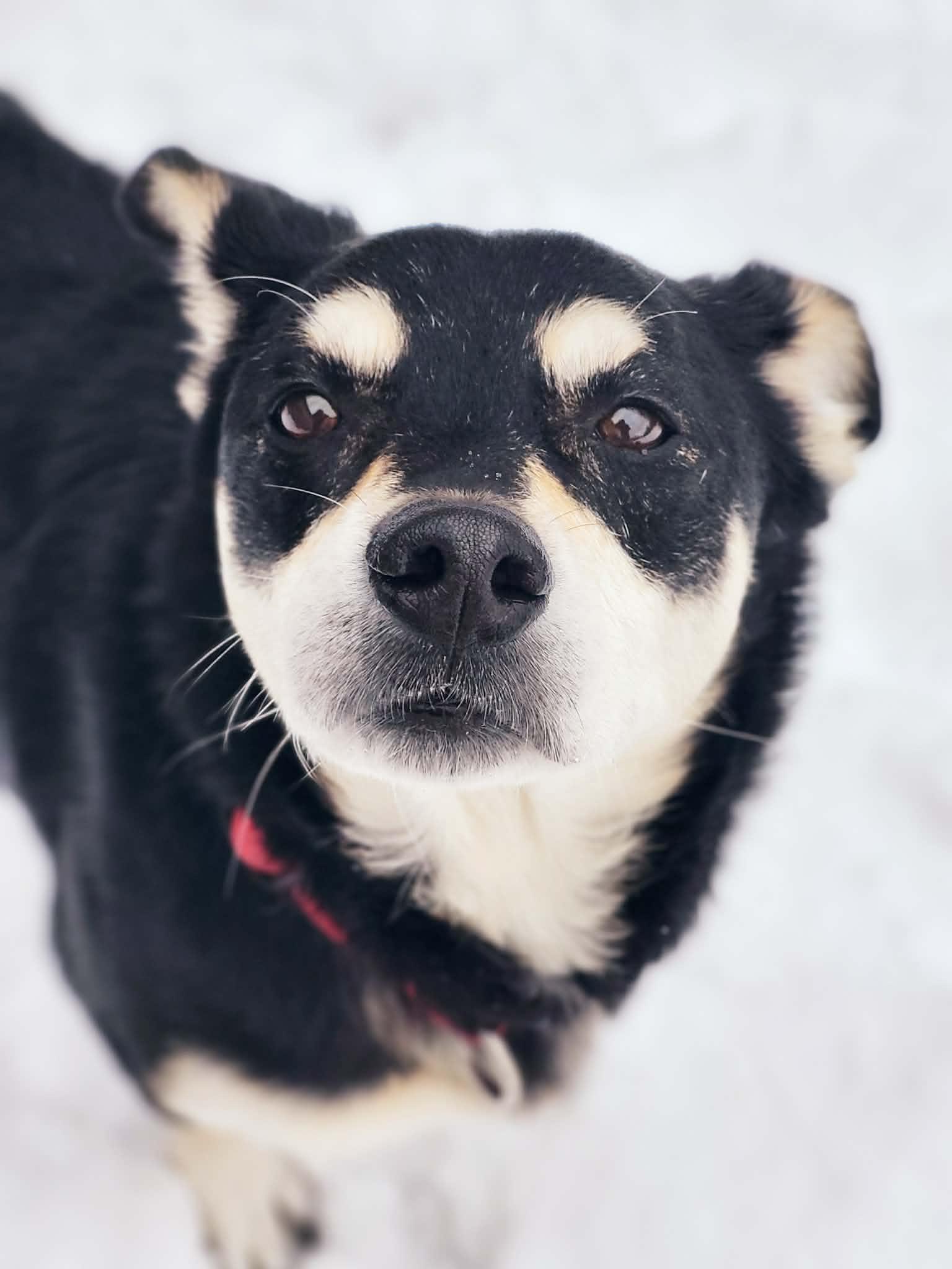 Stubby, adopted, Adult Male Mixed Breed.