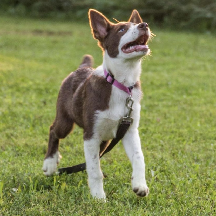 McCrispy, Baby Female Border Collie