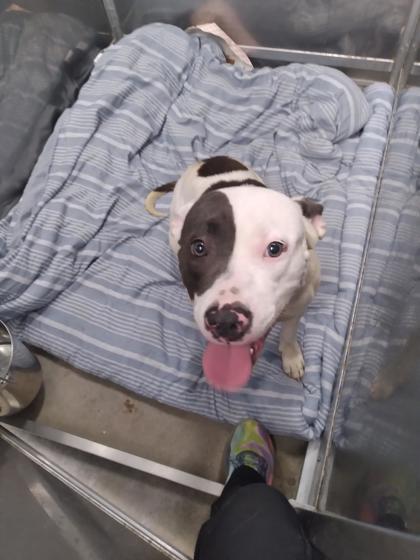 Pixie FKA Fruity Pebbles