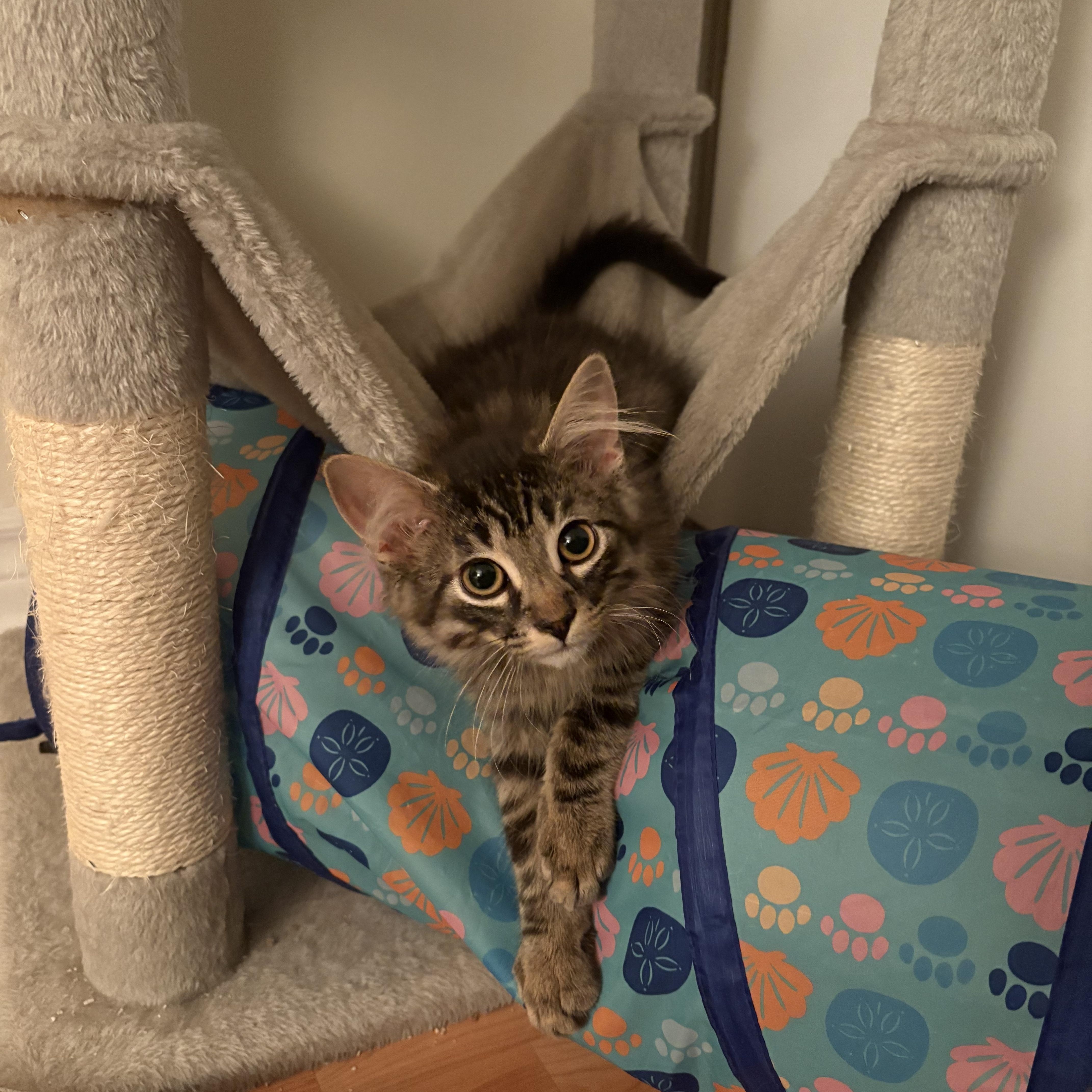 Gio, a ADOPTABLE Domestic Medium Hair in Ottawa, ON image 3/6