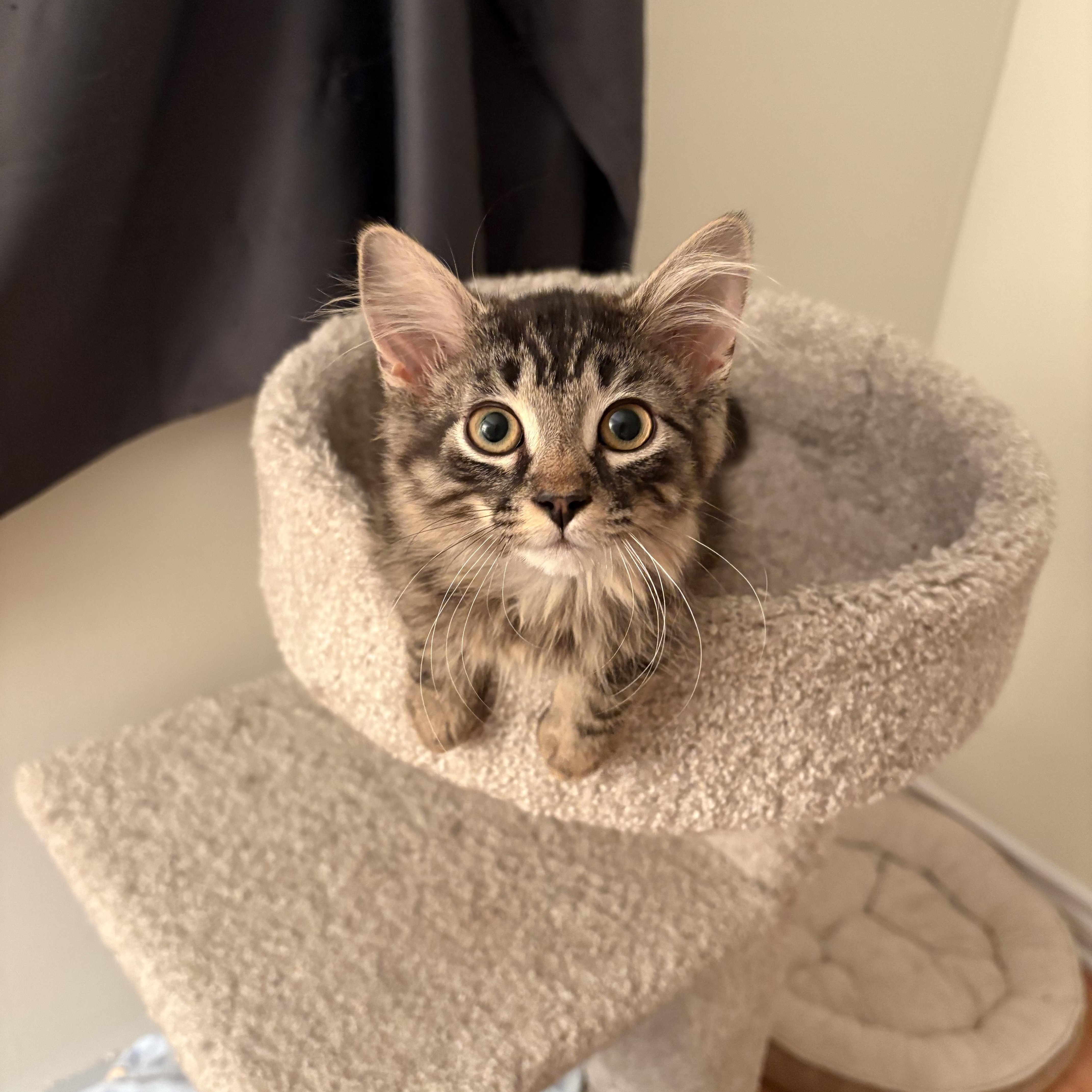 Gio, a ADOPTABLE Domestic Medium Hair in Ottawa, ON image 1/6