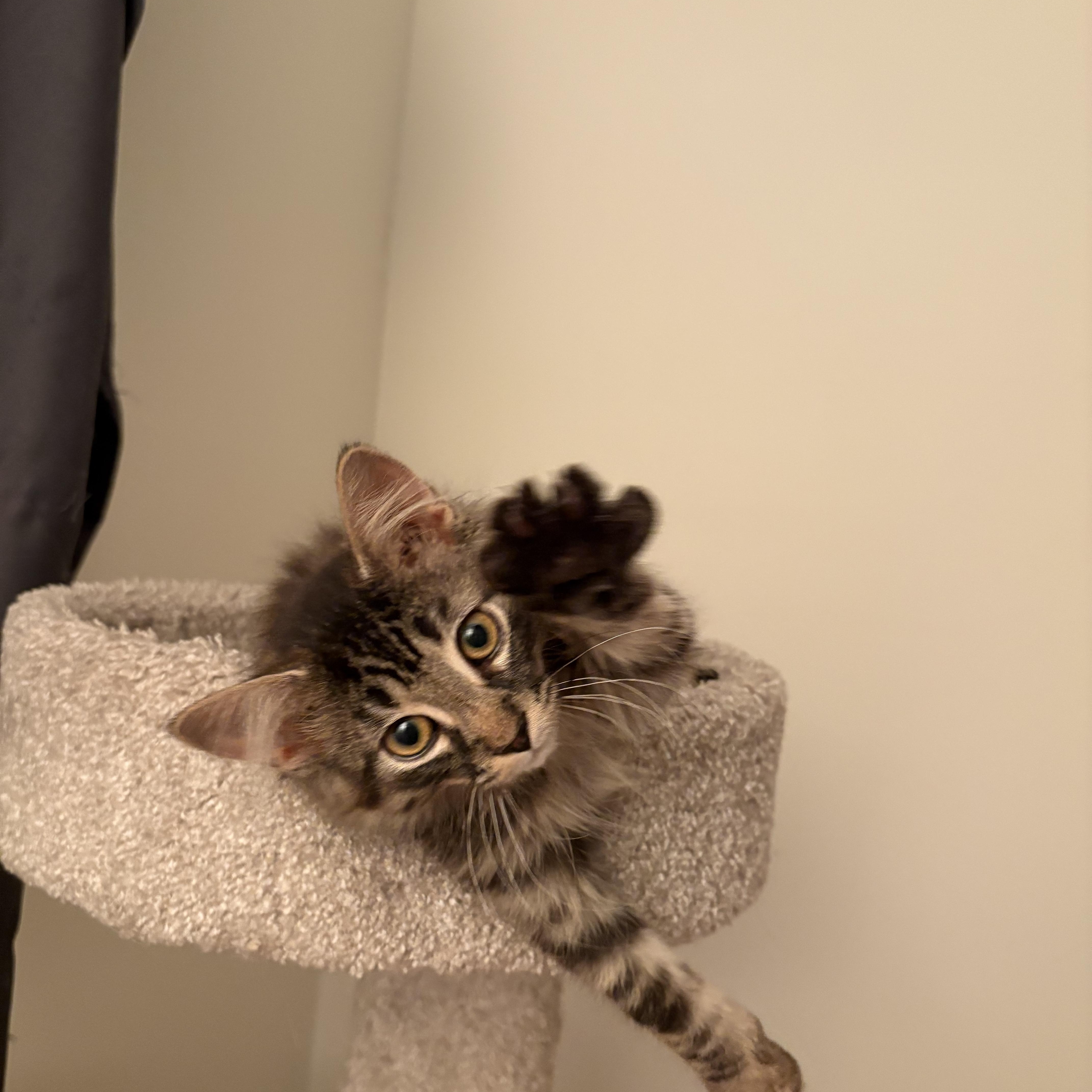 Gio, a ADOPTABLE Domestic Medium Hair in Ottawa, ON image 4/6