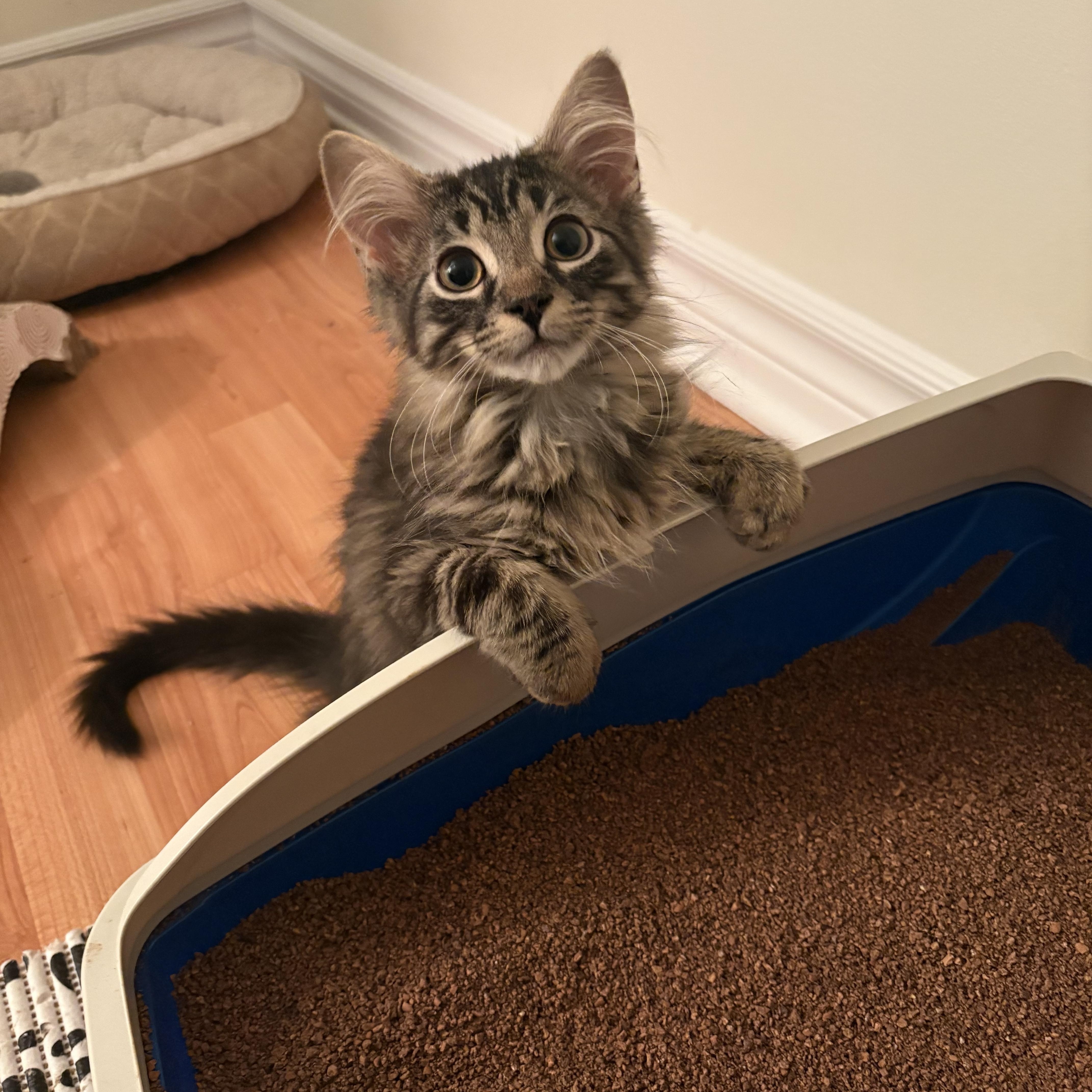 Gio, a ADOPTABLE Domestic Medium Hair in Ottawa, ON image 2/6