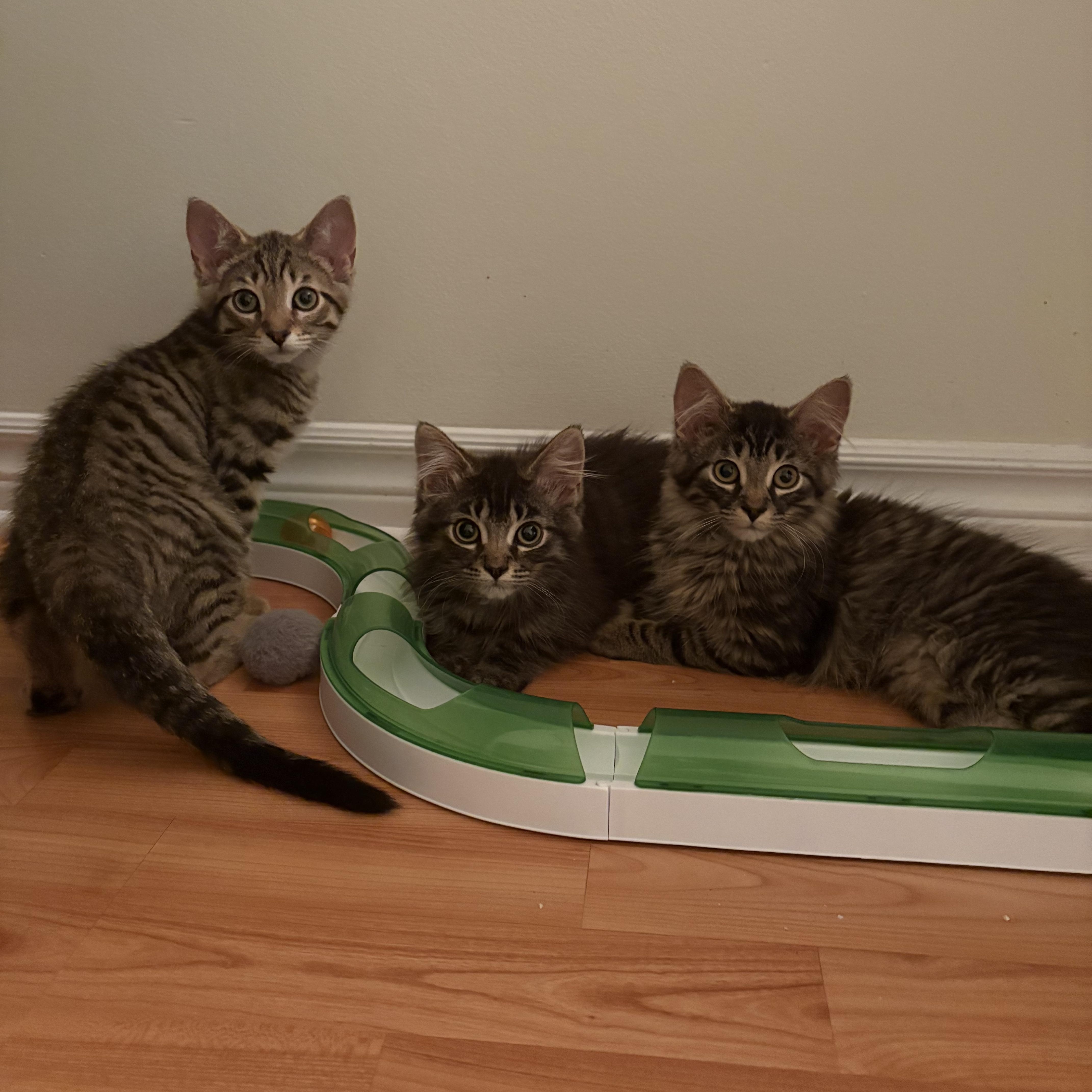 Gio, a ADOPTABLE Domestic Medium Hair in Ottawa, ON image 6/6