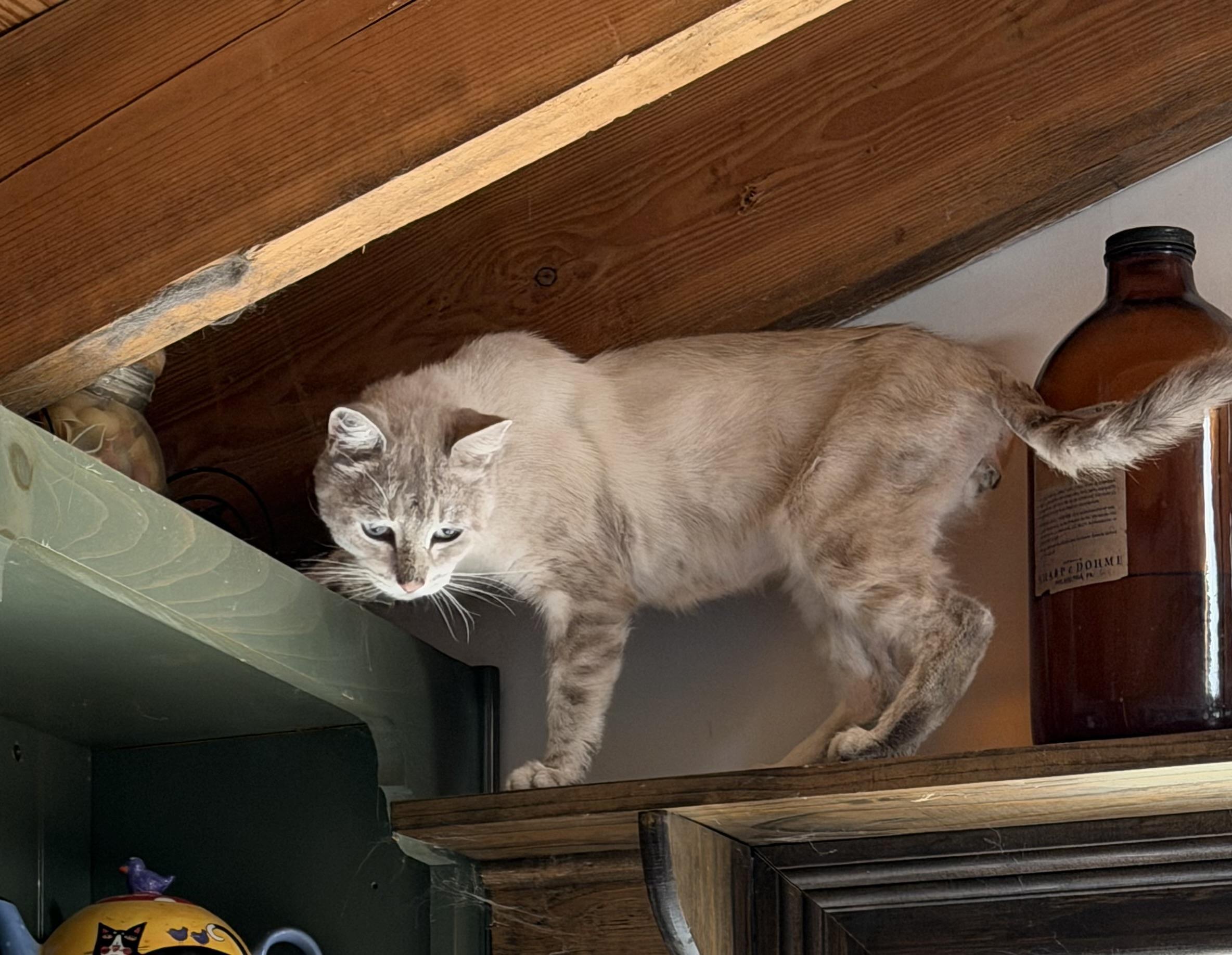 Enlarge MISHA, a Adoptable Siamese in Churchville, PA image 4/4
